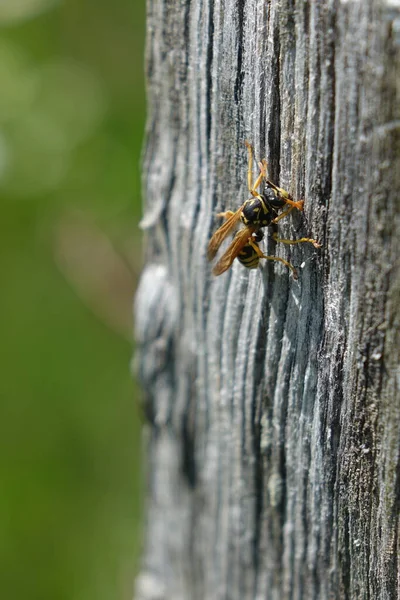 Macro Shot Fly Insect — Stock Photo, Image