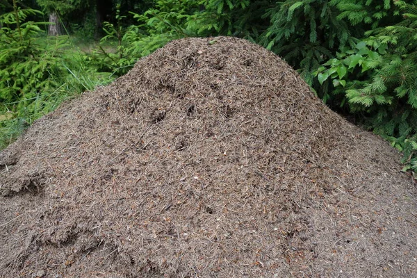 The big ant hill in a coniferous forest