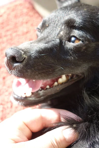 かわいい優しい犬の近景 — ストック写真