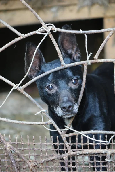 Perro Blanco Negro Jaula — Foto de Stock