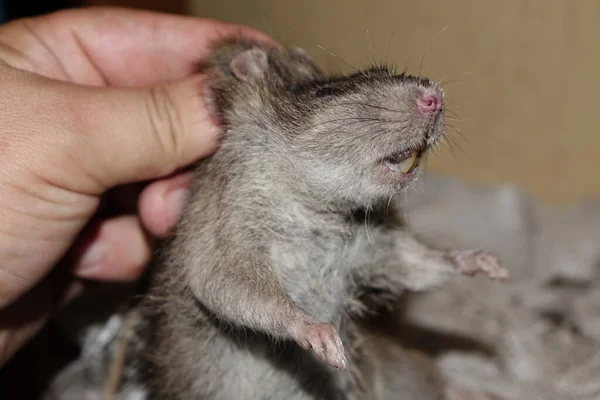 Martwy Szczur Widok Bliska — Zdjęcie stockowe