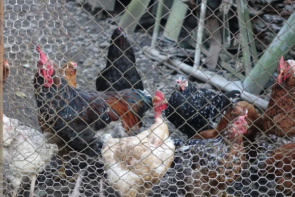 Poulets Coqs Promenant Dans Cour — Photo