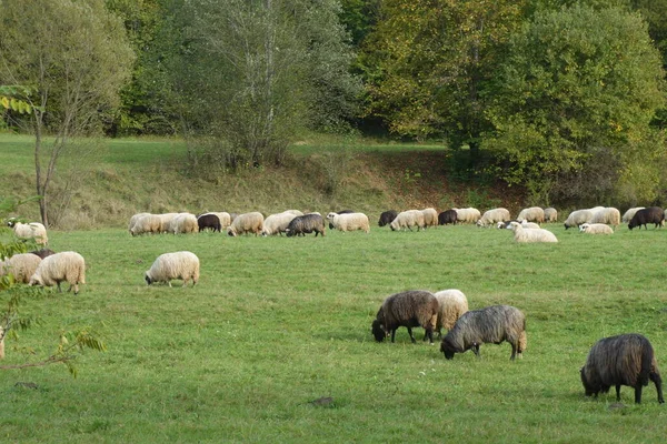 Schafe Auf Dem Feld — Stockfoto