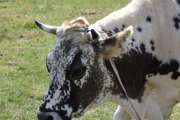 Pâturage Vache Sur Prairie Transcarpathie — Photo