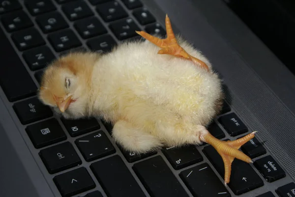 Pollo Pequeño Pone Teclado — Foto de Stock