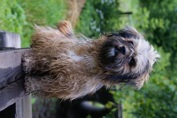 Hund Närbild — Stockfoto