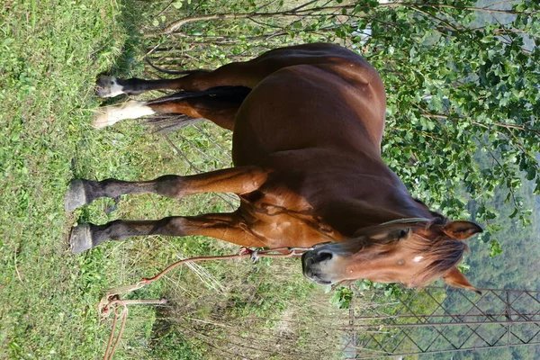 Karpaternas Hästar Karpaternas Berg Transkarpati — Stockfoto