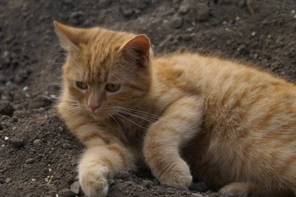 Nahaufnahme Der Niedlichen Rothaarigen Katze — Stockfoto