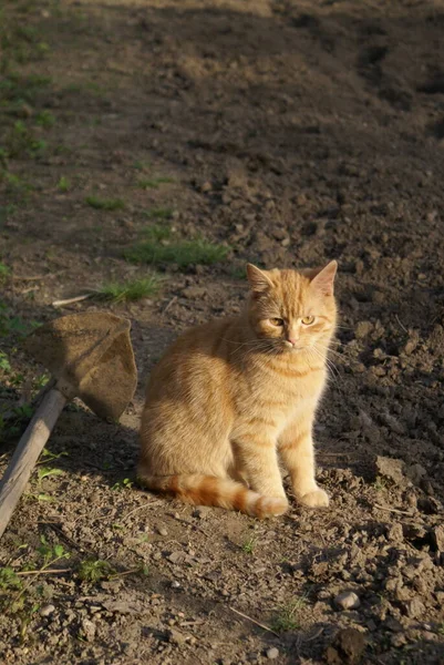 可爱红头发猫的特写 — 图库照片