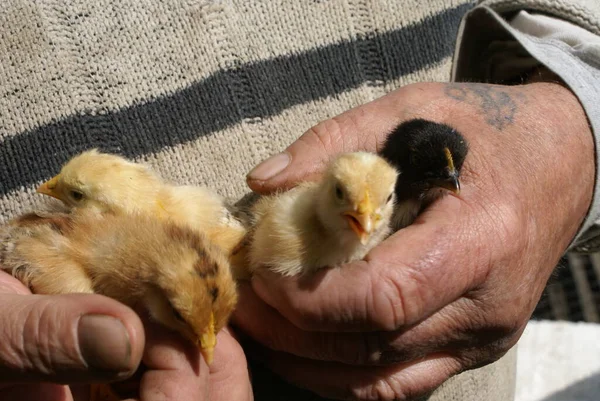 Small chicken in human hands