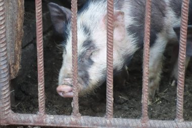 Demir kafesteki domuzlar