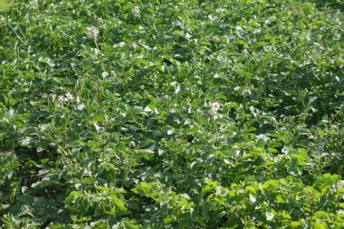 Colorado böceği larvaları patates yaprağıyla besleniyor.