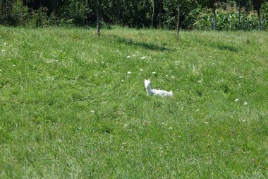 Keçi otları otlatır. Transcarpathia