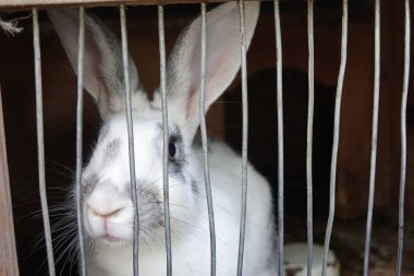 Bir tavşana yaklaş.