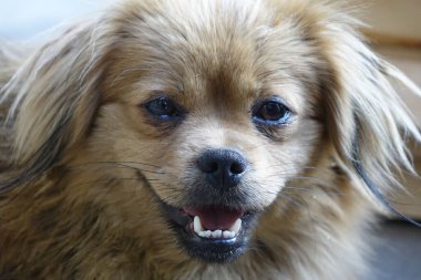 Köpek, yakın görüntü.