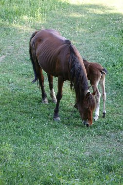 Carpathian atları. Karpatların Dağları. Transcarpathia 