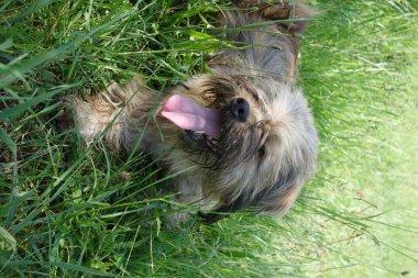 Köpek, yakın görüntü.