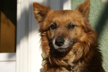 Kızıl saçlı köpek, yakından bak.