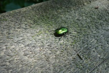 Yeşil böcek, yakın çekim görüntüsü