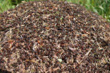 Yeni bir karınca yuvası inşa ediliyor