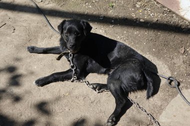 Köpek, yakın görüntü.