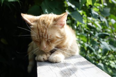 Kırmızı saçlı şirin kedinin yakın plan görüntüsü.