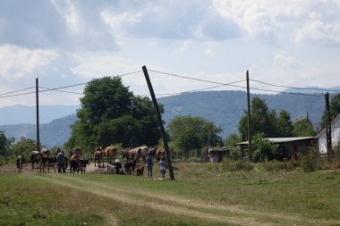 İnekler çimleri otlatırlar. Transcarpathia