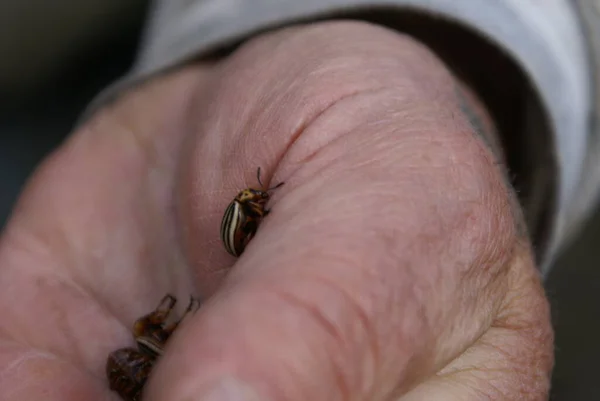 Escarabajos Colorado Mano —  Fotos de Stock