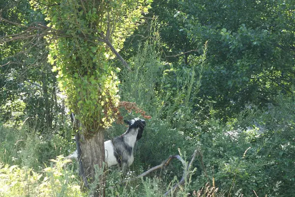 Sheep Graze Grass Transcarpathia — Stock Photo, Image