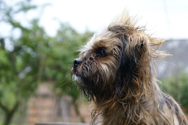 Vue Rapprochée Chien Mignon Sympathique — Photo