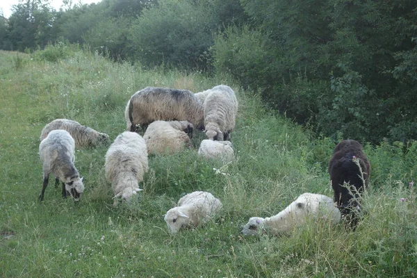 Schapen Grazen Het Gras Transcarpathie — Stockfoto