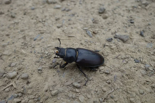 European Beetle Transcarpathia Close View — Stock Photo, Image