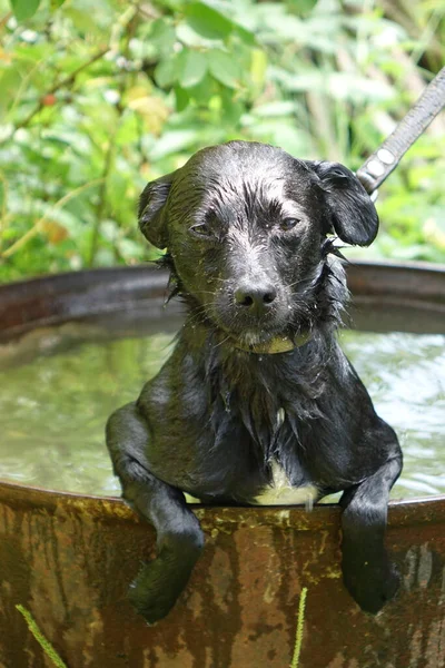 Dog Close View — Stock Photo, Image