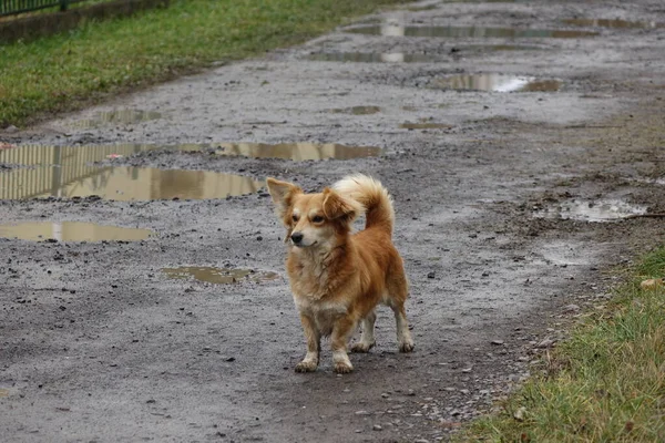 Oude Hond Close Zicht — Stockfoto