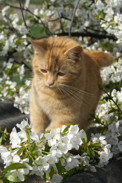 可愛い赤猫のクローズアップ — ストック写真