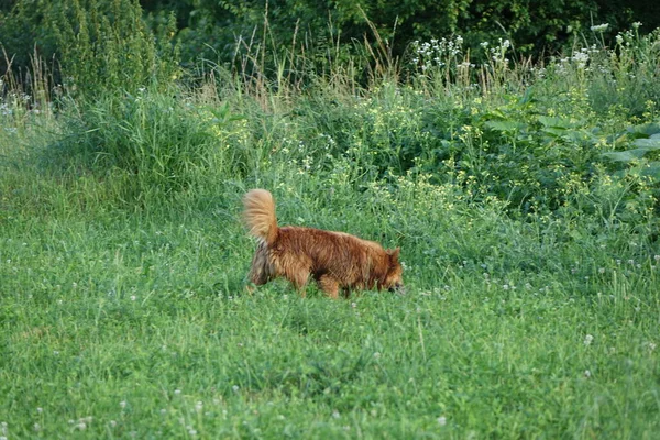 Hund Gräset — Stockfoto