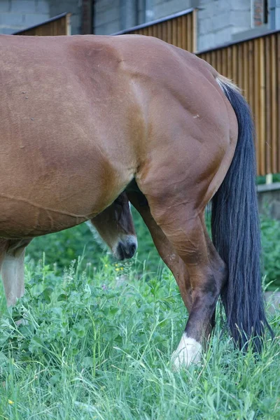 Cavalo Dos Cárpatos Montanhas Dos Cárpatos Transcarpatias — Fotografia de Stock