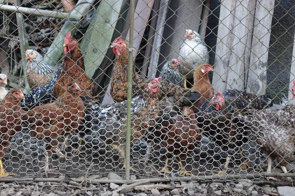 Poulets Coqs Promenant Dans Cour — Photo