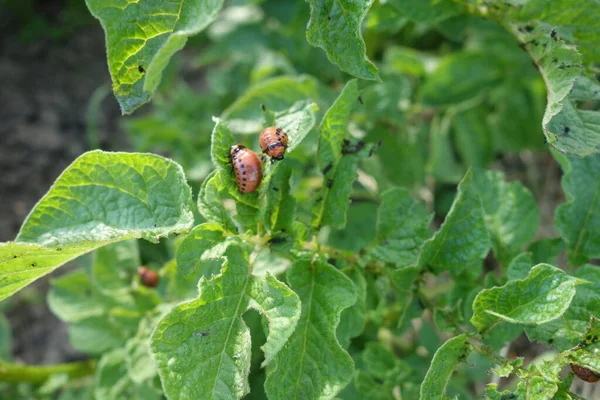 Colorado böceği larvaları patates yaprağıyla besleniyor.