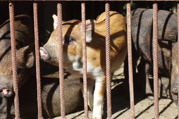 Pigs in an iron cage