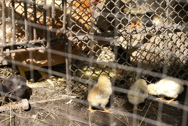 Pollos Una Jaula —  Fotos de Stock