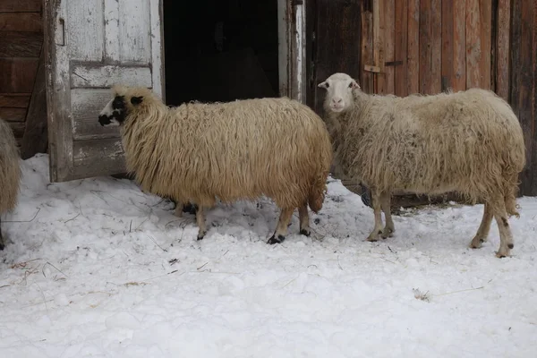 Juh Télen Pajta Közelében Kárpátalja — Stock Fotó