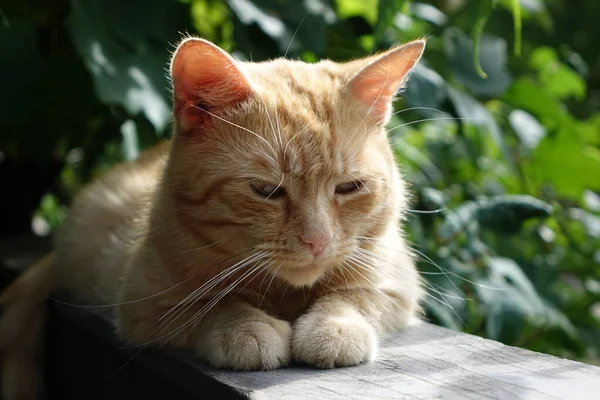 Närbild Söt Rödhårig Katt — Stockfoto