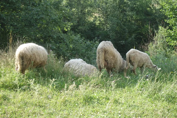 Овцы Пасут Траву Закарпатье — стоковое фото