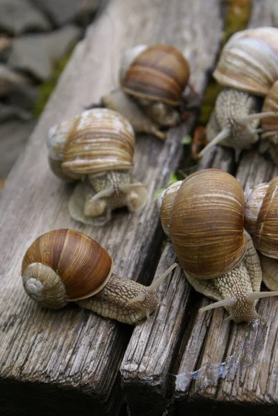 Colônia Caracóis — Fotografia de Stock