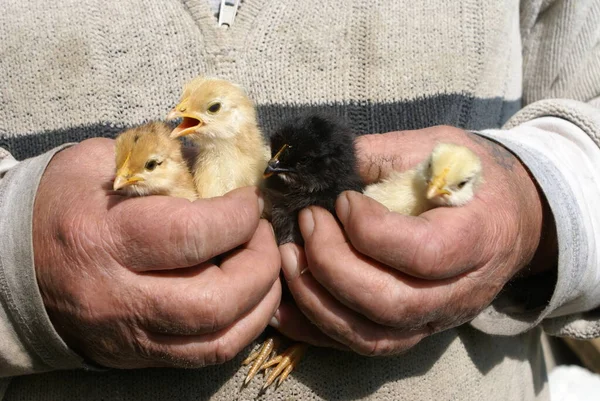 Small chicken in human hands