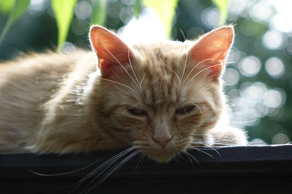 Nahaufnahme Der Niedlichen Rothaarigen Katze — Stockfoto