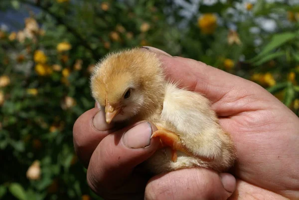 Μικρό Κοτόπουλο Ανθρώπινα Χέρια — Φωτογραφία Αρχείου