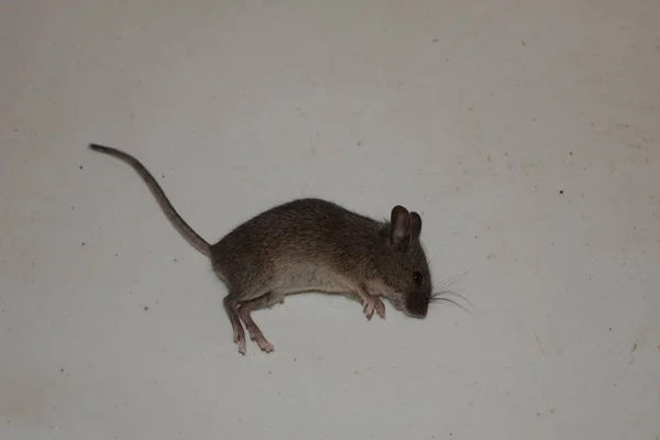 Tikus Rumah Biasa Mus Musculus — Stok Foto