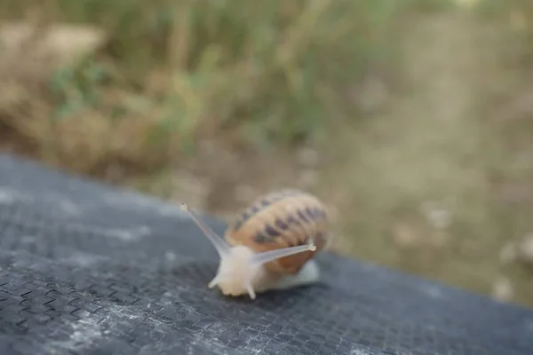 Petit Escargot Une Ferme Escargots Transcarpathie — Photo